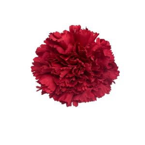 FLOR CLAVEL