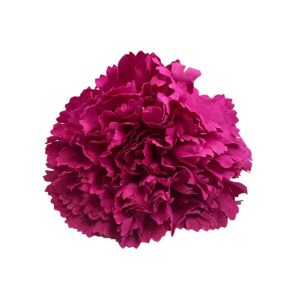 FLOR CLAVEL