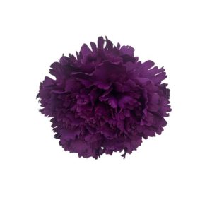 FLOR CLAVEL