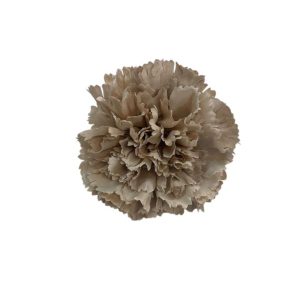 FLOR CLAVEL