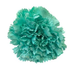 FLOR CLAVEL