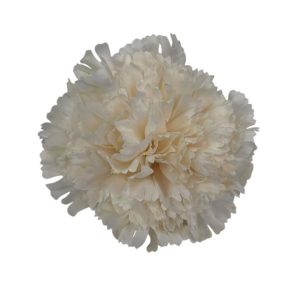 FLOR CLAVEL