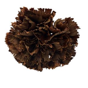 FLOR CLAVEL