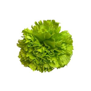 FLOR CLAVEL