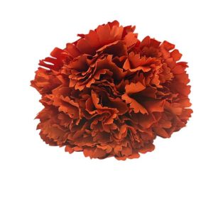 FLOR CLAVEL