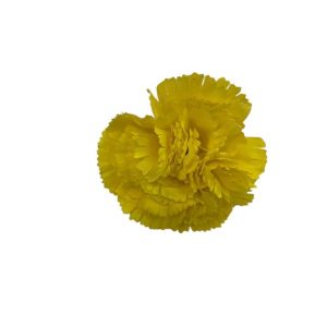 FLOR CLAVEL