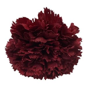 FLOR CLAVEL