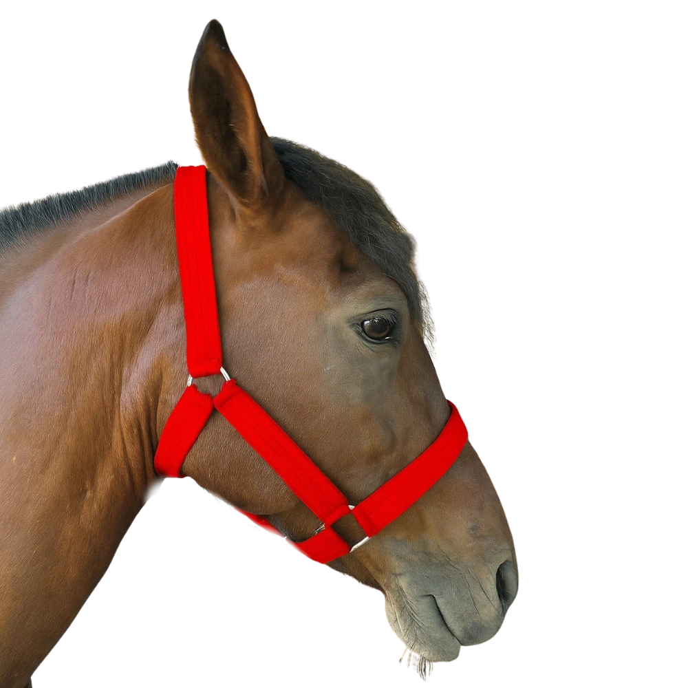 Jáquima de Nylon – Resistente, Ajustable y Cómoda para Manejo Diario del Caballo